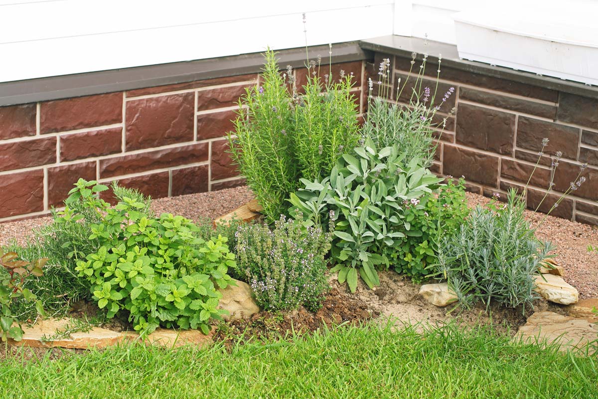 Um jardim de ervas plantado com lavanda, hortelã, sálvia, tomilho, orégano e alecrim, em frente a um canto externo de uma casa com tijolo, cimento e revestimento branco.
