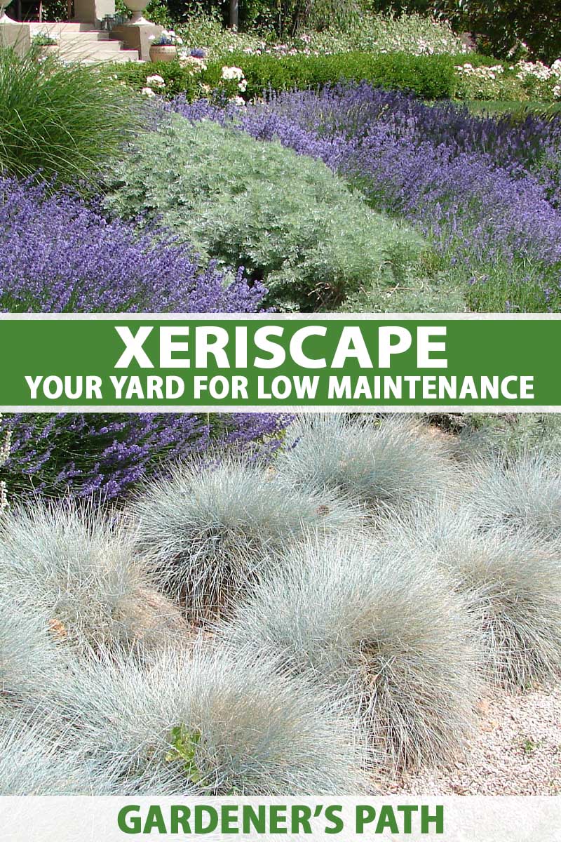 A front yard filled with lavender and blue fescue for low water requirements and minimal maintenance.