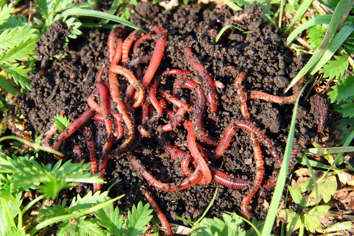 Stædig Emigrere Smag How to a Start Worm Farm at Home: Learn About Vermiculture