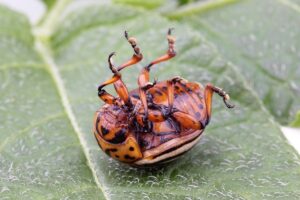 A Colorado potato beetle belly up from being infected with Bacillus thuringiensis (Bt).