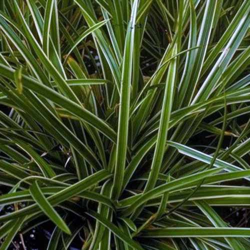 A square image of the variegated foliage of 'Ice Dance' sedge growing in the garden.
