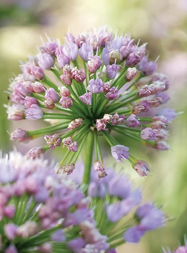 A close up of 'In Orbit' ornamental flowering alliums growing in the garden pictured on a soft focus background.