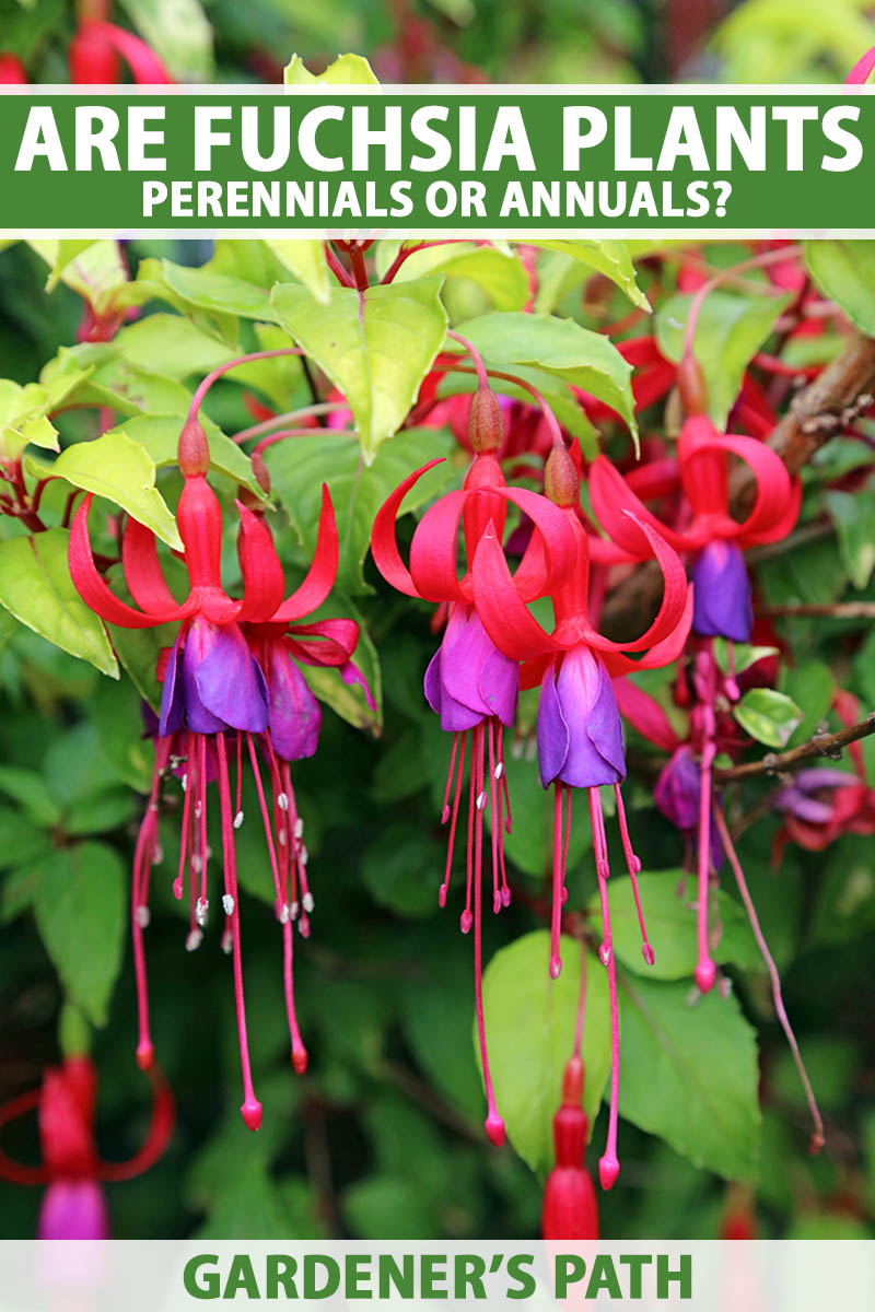A close up vertical image of red and purple fuchsia flowers growing in the garden. To the top and bottom of the frame is green and white printed text.