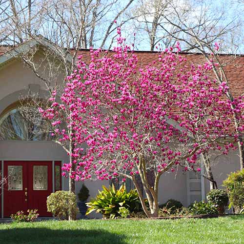 A square image of a pink-flowered 'Jane' magnolia tree in full bloom outside a large residence.