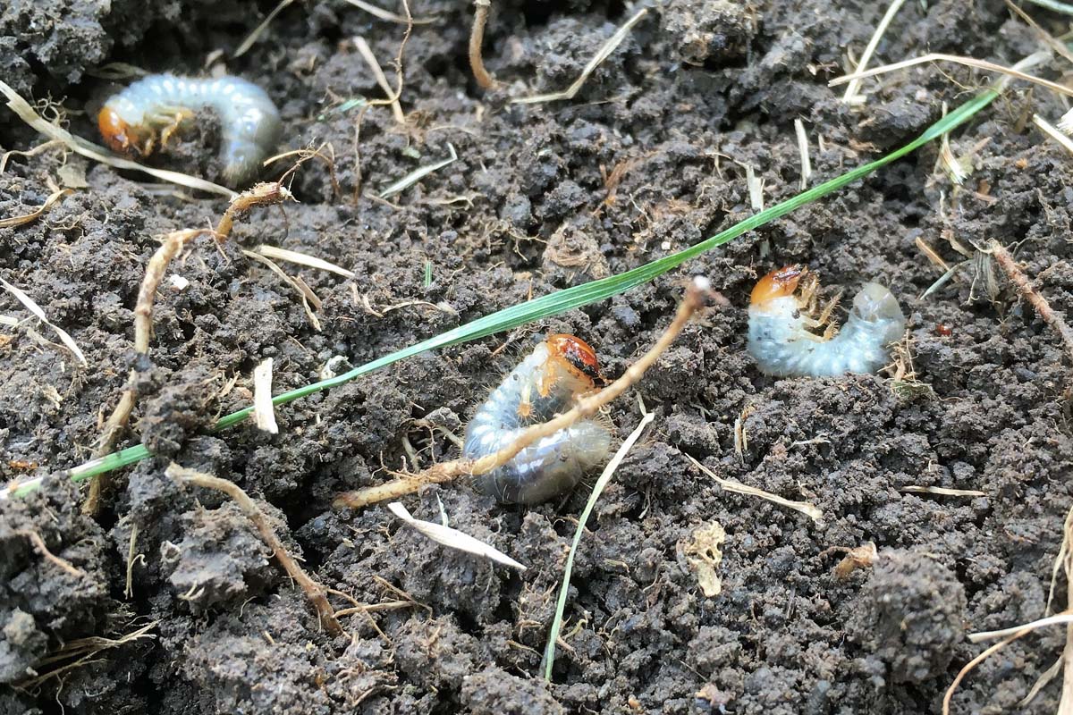 Japanese beetle grubs laying in freshly turned top soil.