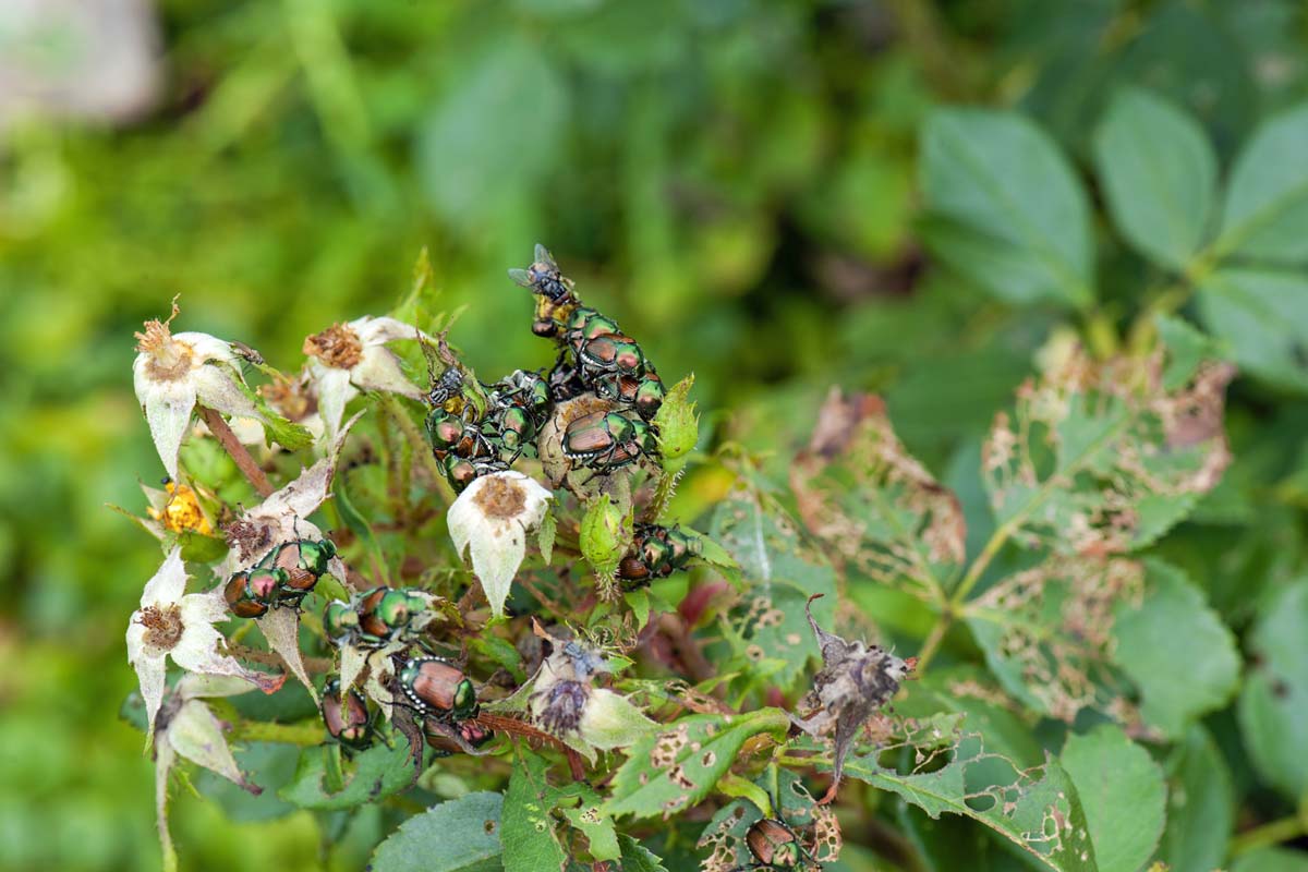 A cluster of Japanese beetles on top of rose branch that has been stripped of vegetation.