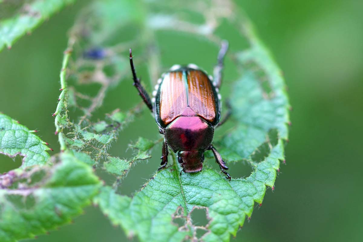 Japanese beetle on a skeletonized rose leaf.