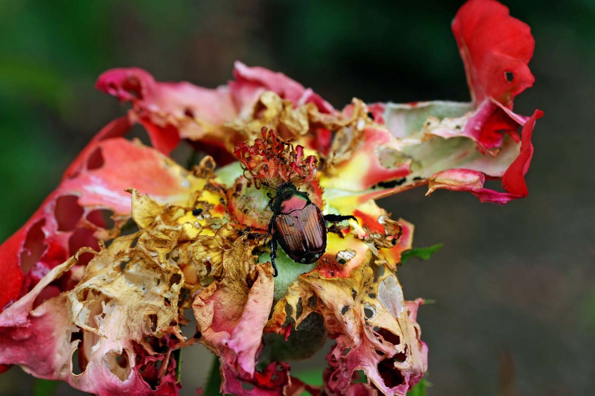 A single Japanse Beetle (Popillia japonica) destroying a rose flower.