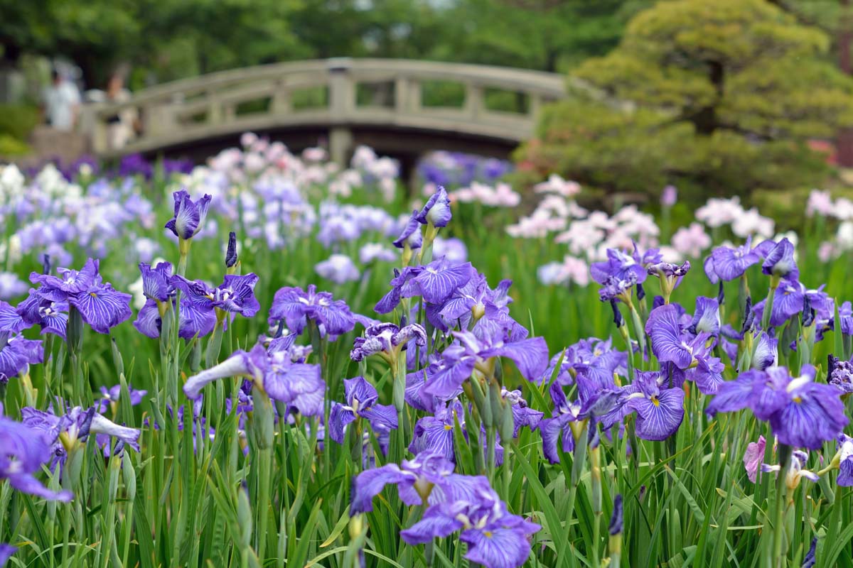 Blue Japanese iris flowers in foreground, Japanese style stone garden bridge in the background.