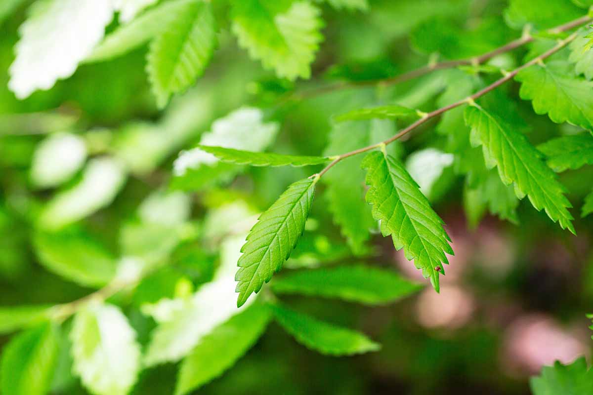 A close up horizontal image of the foliage of Zelkova serrata pictured on a soft focus background.