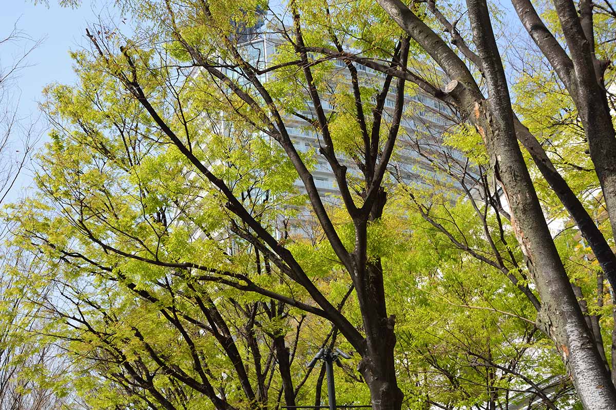 A horizontal image of Zelkova serrata trees growing in an urban environment.