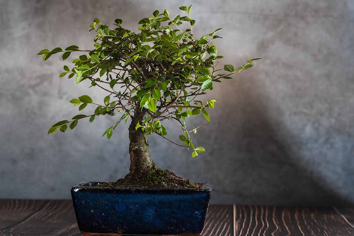 A horizontal image of a Zelkova serrata trained as a bonsai in a small blue ceramic pot set on a wooden surface.