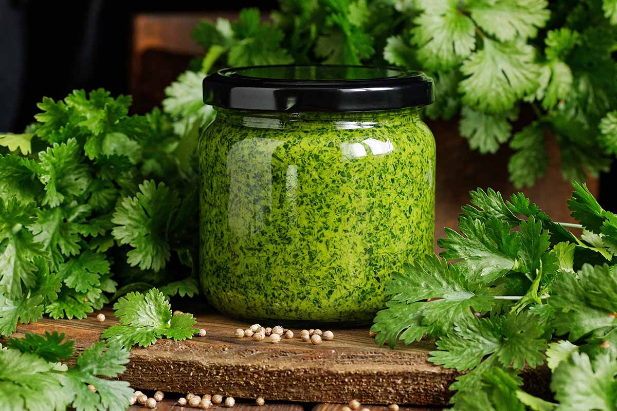 A close up horizontal image of a jar of pesto set on a wooden surface with cilantro leaves and coriander seeds scattered around.