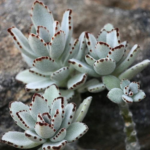 A square image of succulent panda plants growing in the garden.