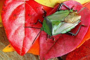 Top-down view of an emerald-colored stink bug on a red leaf.
