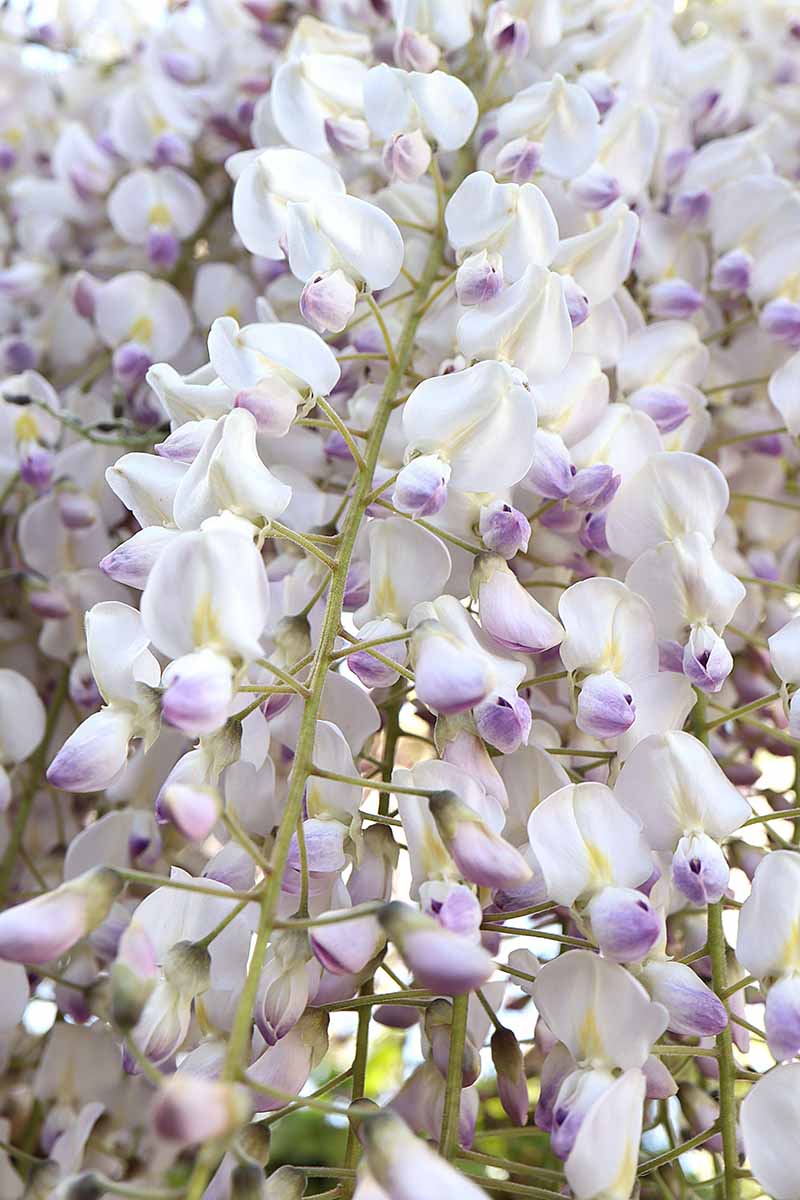 A close up vertical image of the delicate white and purple 'Kimono' wisteria flowers growing in the garden.