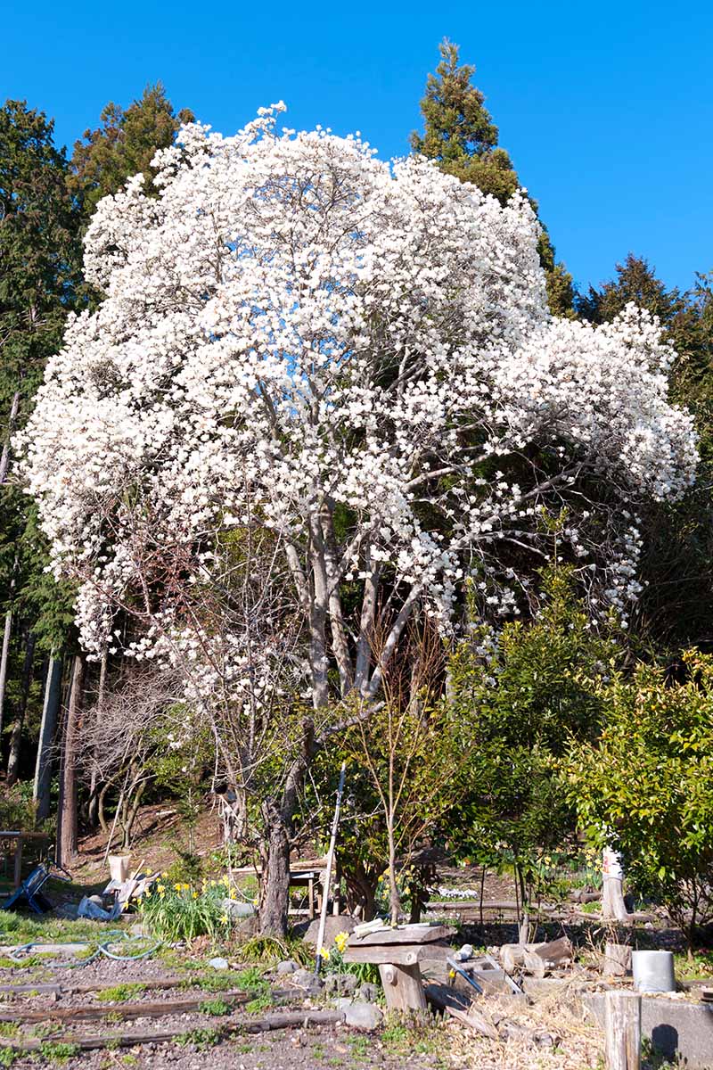 A vertical image of a kobus magnolia tree in full bloom with white flowers, pictured growing in the garden in bright sunshine on a blue sky background.