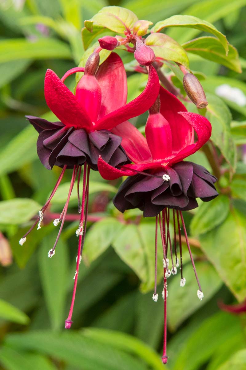 A close up vertical image of 'Lady in Black' fuchsia flowers growing in the garden.