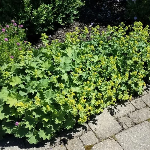 A square image of lady's mantle growing in a border next to a brick pathway.