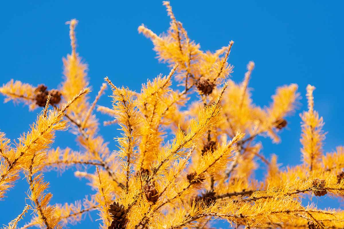 A close up horizontal image of the fall foliage of a larch tree pictured on a blue sky background.