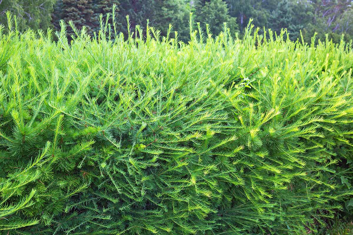 A close up horizontal image of larch growing as a hedge in the garden.