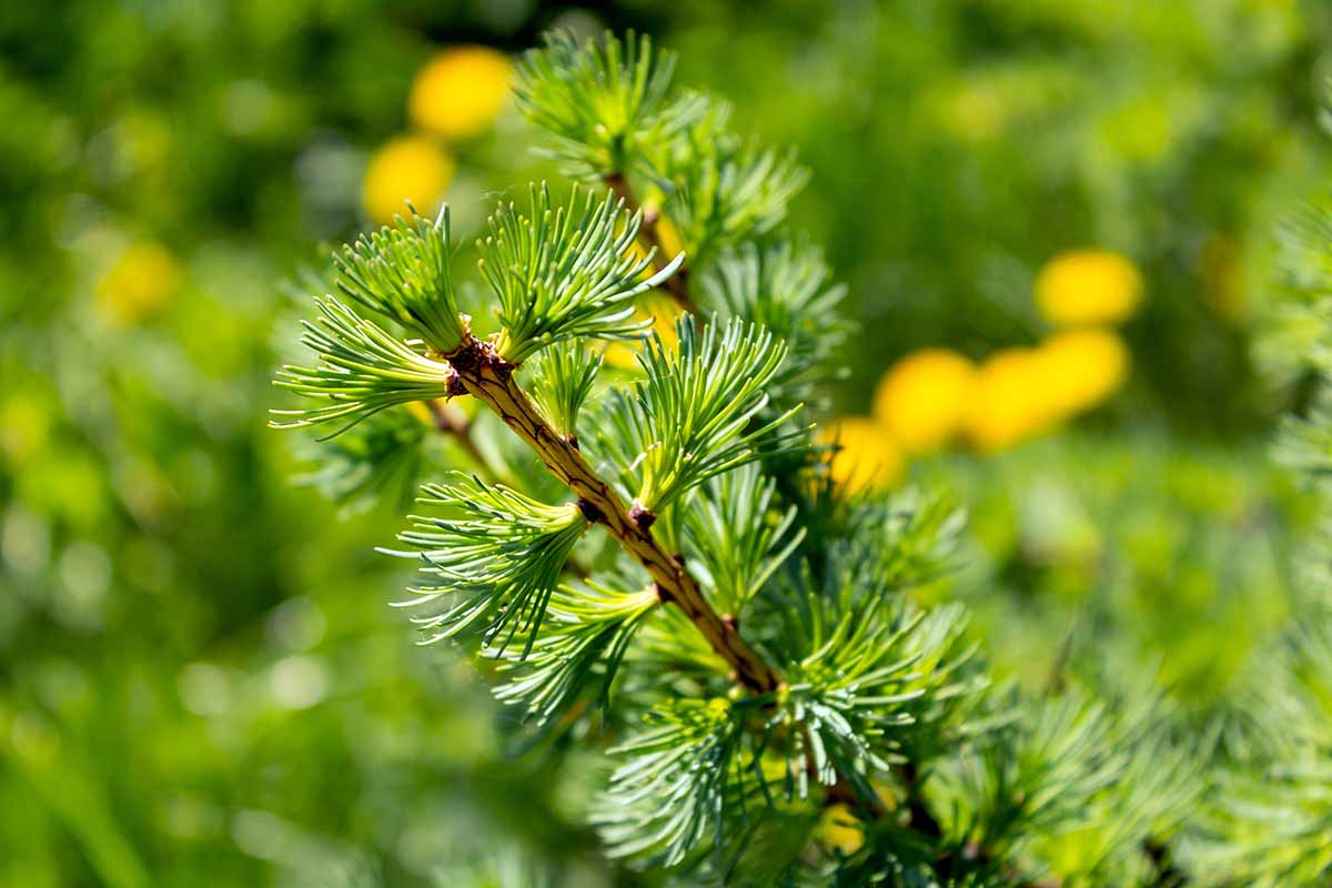 A close up horizontal image of the branches of a larch pictured in light sunshine on a soft focus background.