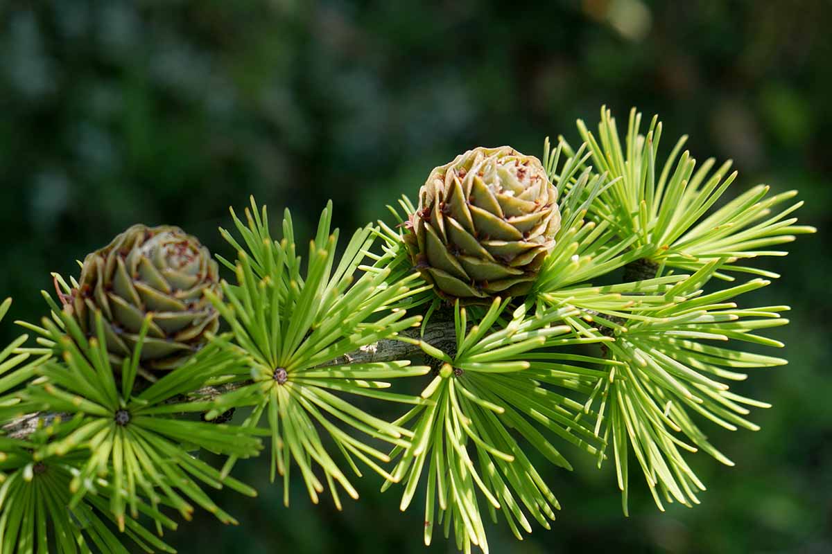 A close up horizontal image of the branch of a larch tree with developing cones, pictured in bright sunshine on a soft focus background.