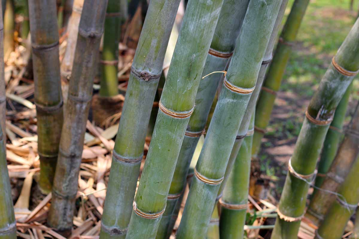 A horizontal image of the thick stems of bamboo growing in a thicket.