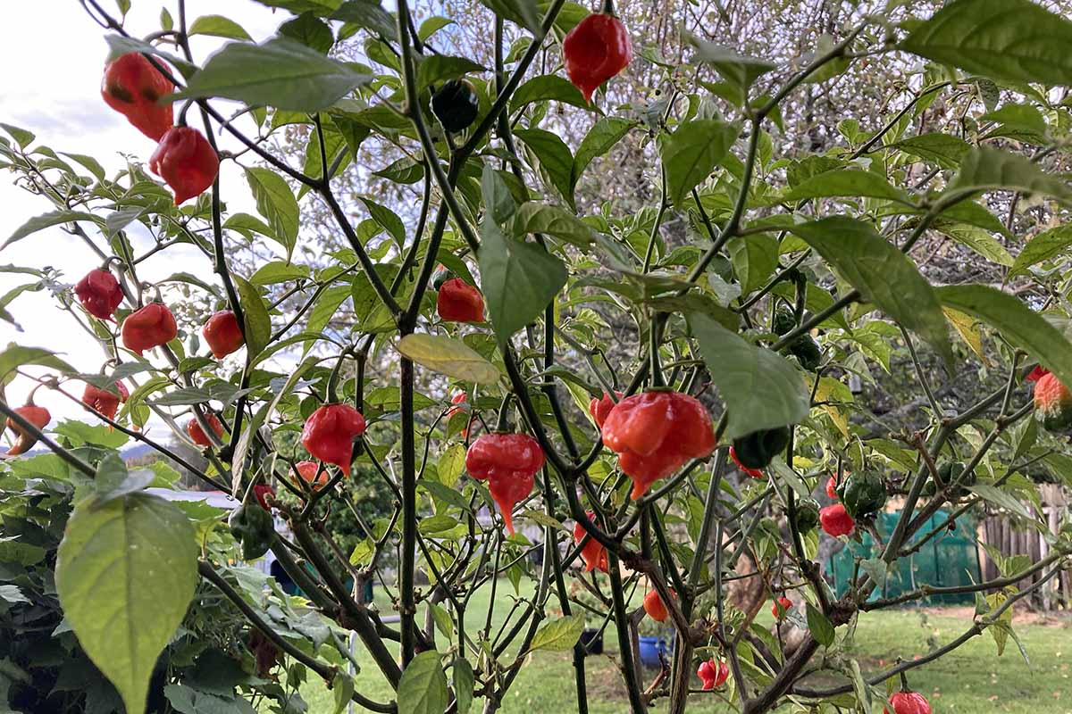 A horizontal image of a large habanero plant laden with fruit growing in the garden.