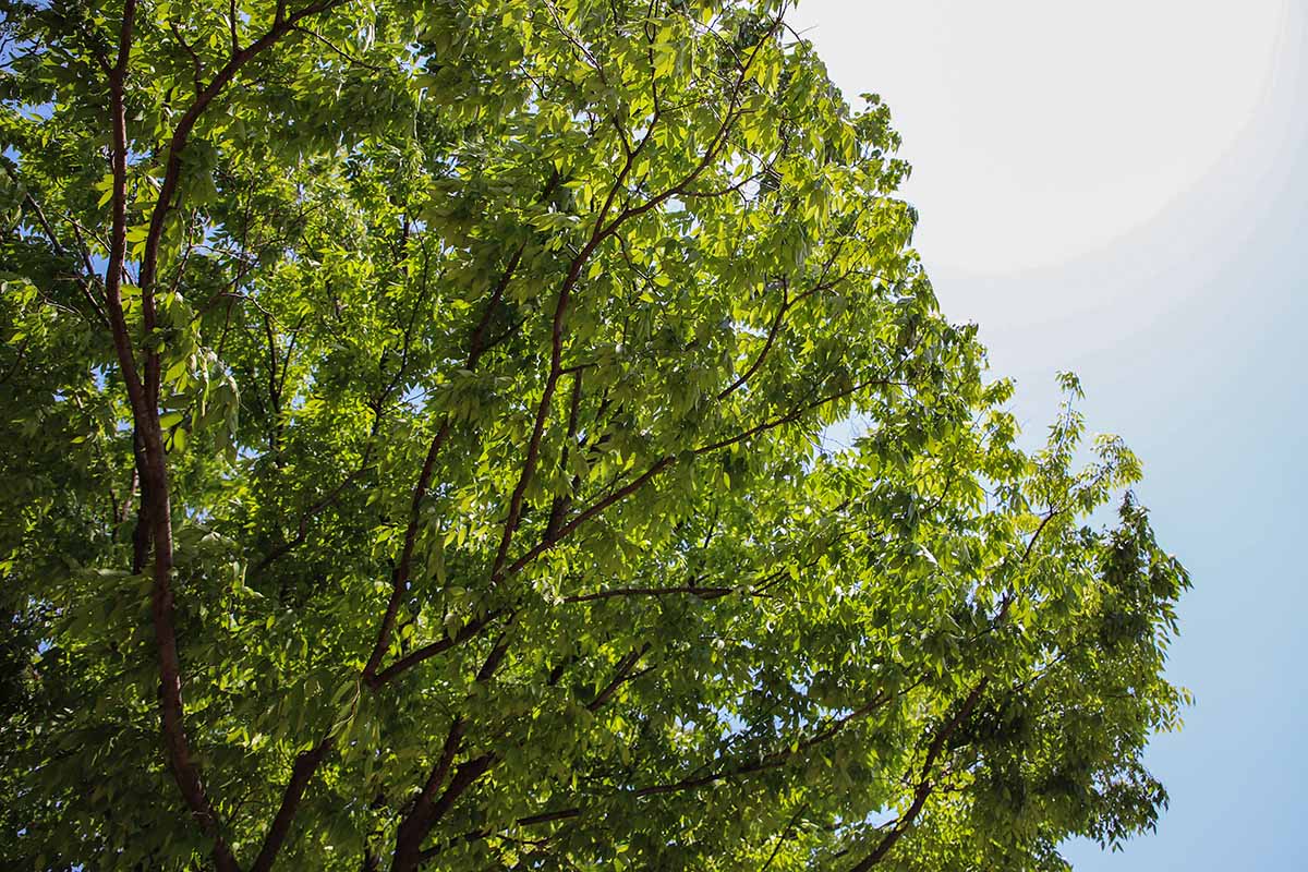 A horizontal image of a large Zelkova serrata tree with new spring growth in the landscape, pictured on a blue sky background.