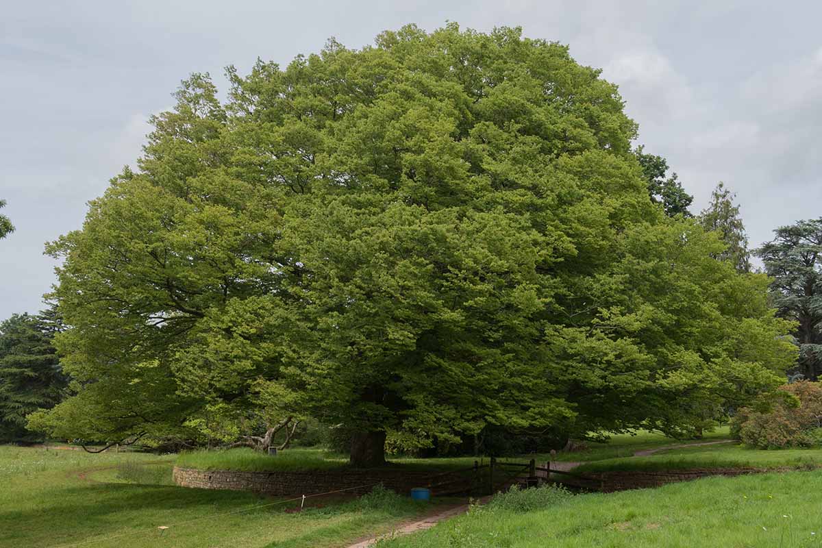 A horizontal image of a large, mature Japanese zelkova tree growing in a park like setting.