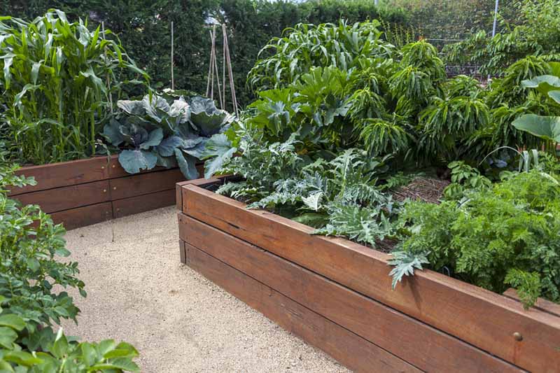 A horizontal image of large wooden raised bed gardens growing a variety of different vegetables.