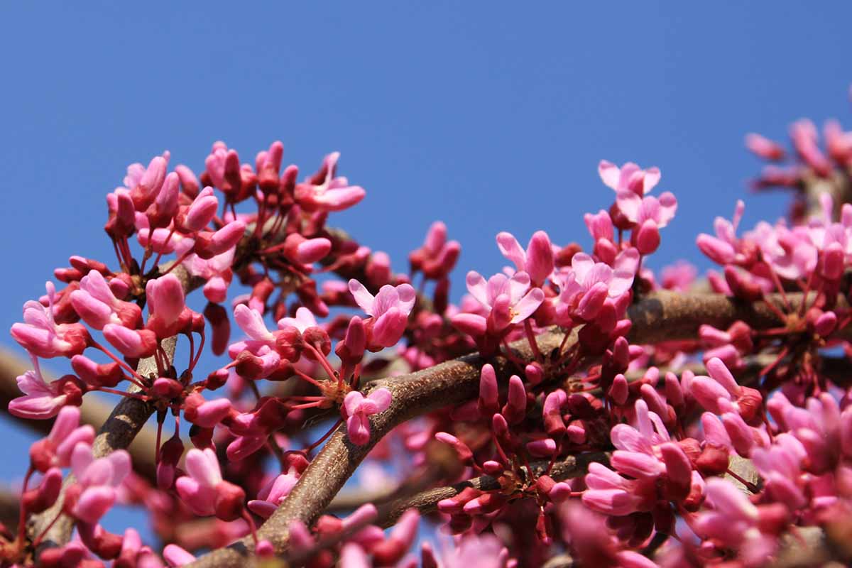 A close up horizontal image of the bright pink foliage of Cercis canadensis ‘Covey’ pictured in bright sunshine on a blue sky background.