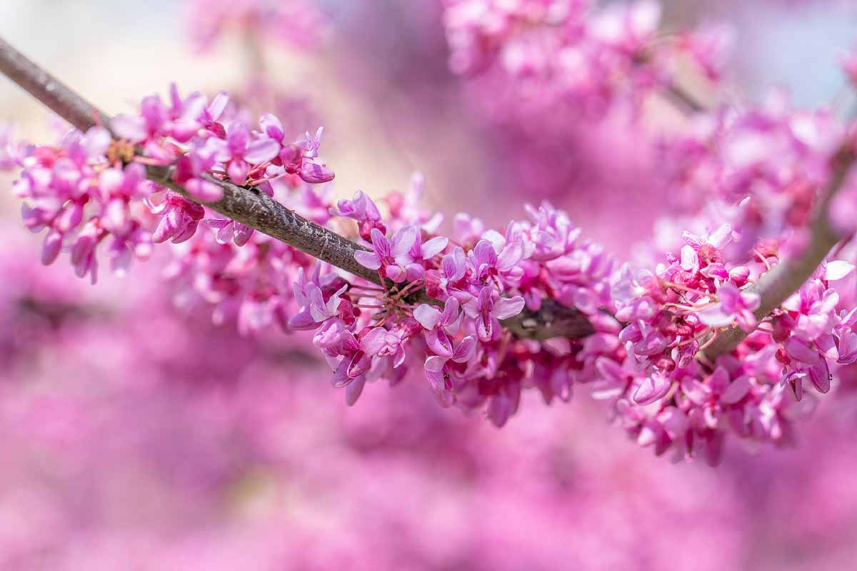 A close up horizontal image of the bright pink flowers of the Lavender Twist redbud (Cercis canadensis ‘Covey’) pictured on a soft focus background.