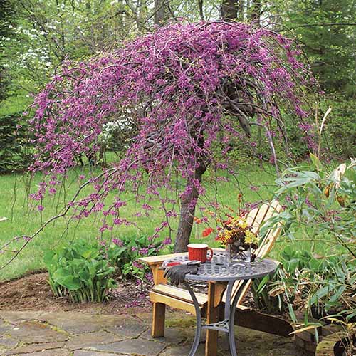 A square image of a patio with a wooden adirondack chair and a metal table, with a Lavender Twist redbud in the background.