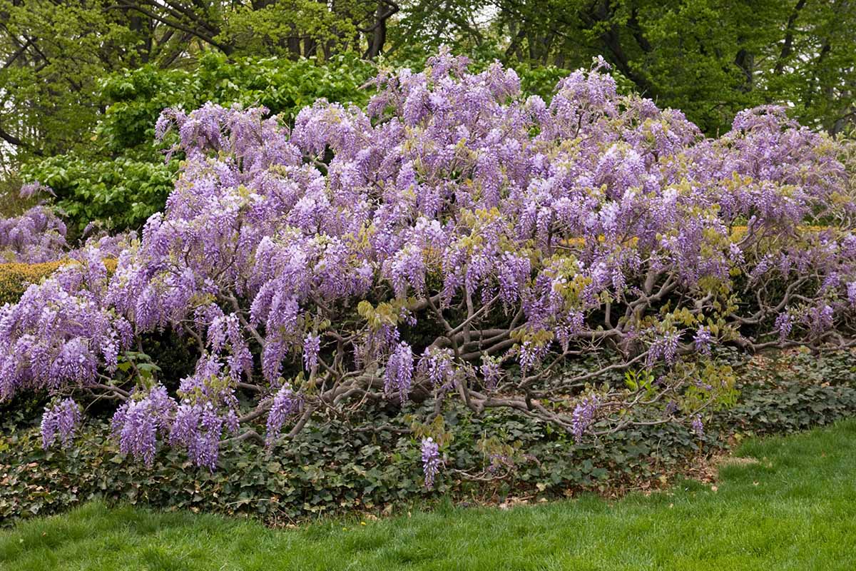 A horizontal image of a large 'Lawrence' wisteria shrub with purple flowers growing in the garden.