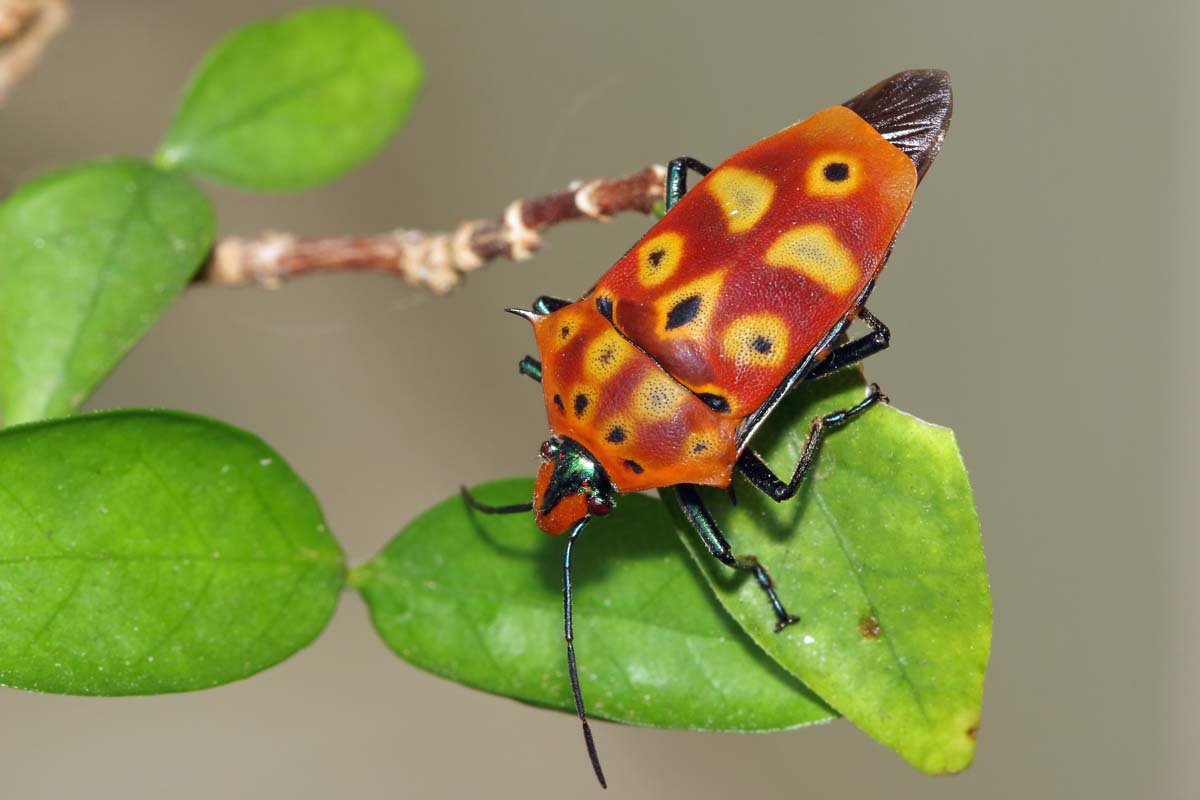 A close up horizontal image of a red, yellow, and black stink bug feeding on the foliage of a plant pictured on a gray background.