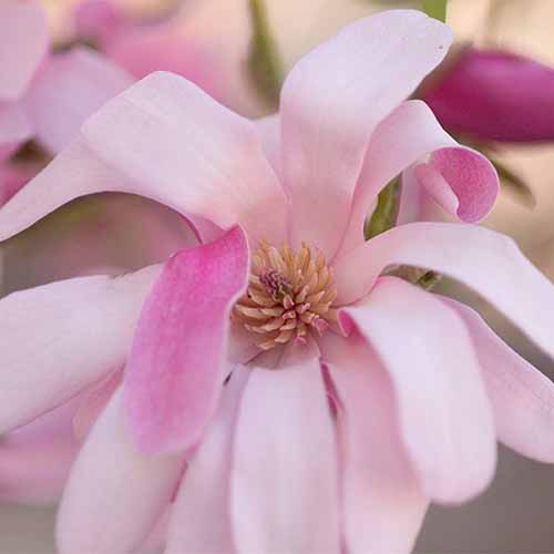 A close up square image of a single 'Leonard Messel' magnolia flower pictured on a soft focus background.
