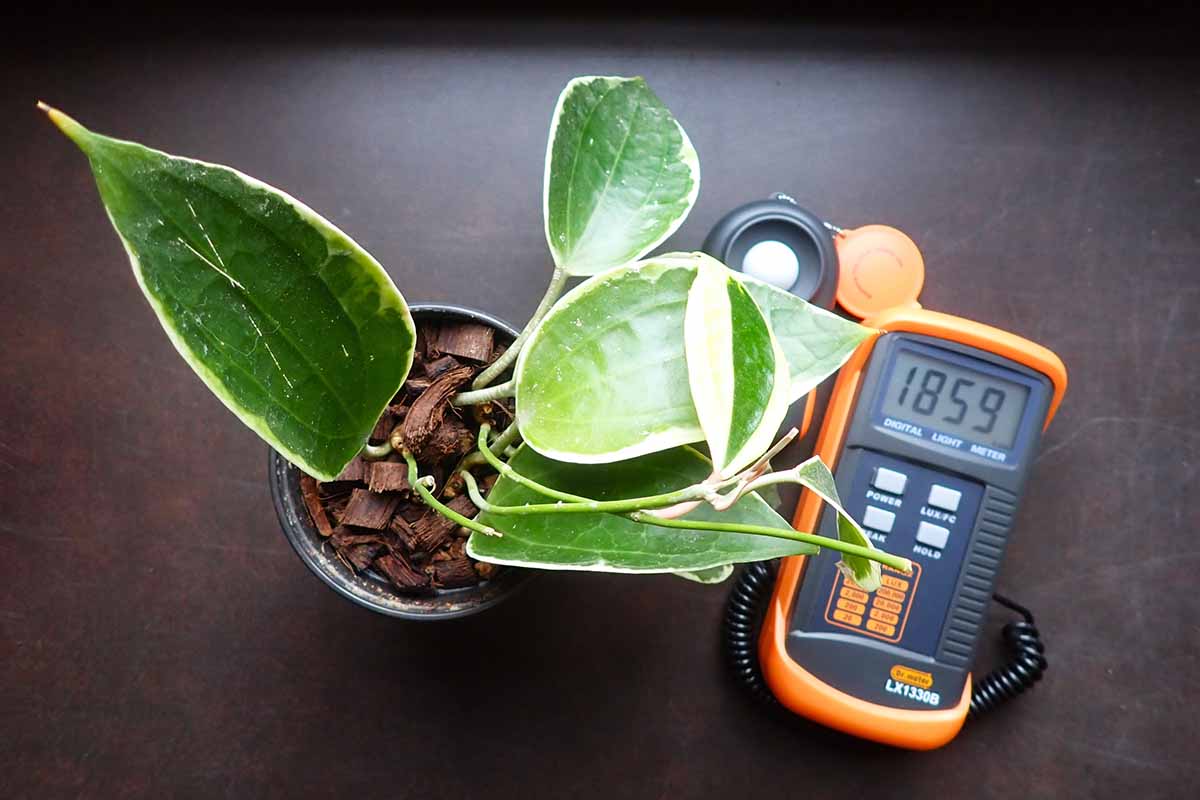 A close up horizontal image of a houseplant set on a wooden surface with a meter taking a reading next to it.