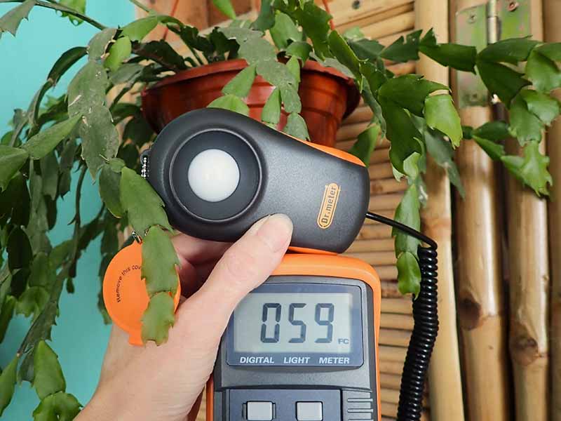 A horizontal image of a hand holding up a light meter to take a reading near a Christmas cactus growing in a pot indoors.