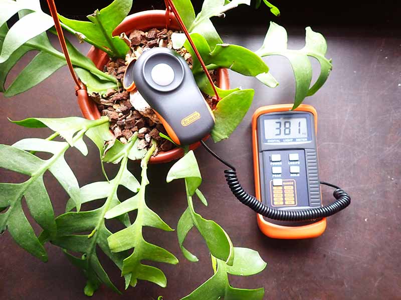 A horizontal image of an illumination meter used to take a reading near a houseplant.