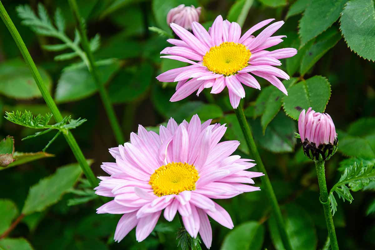 A horizontal image of light pink painted daisy flowers growing in the garden with foliage in soft focus in the background.