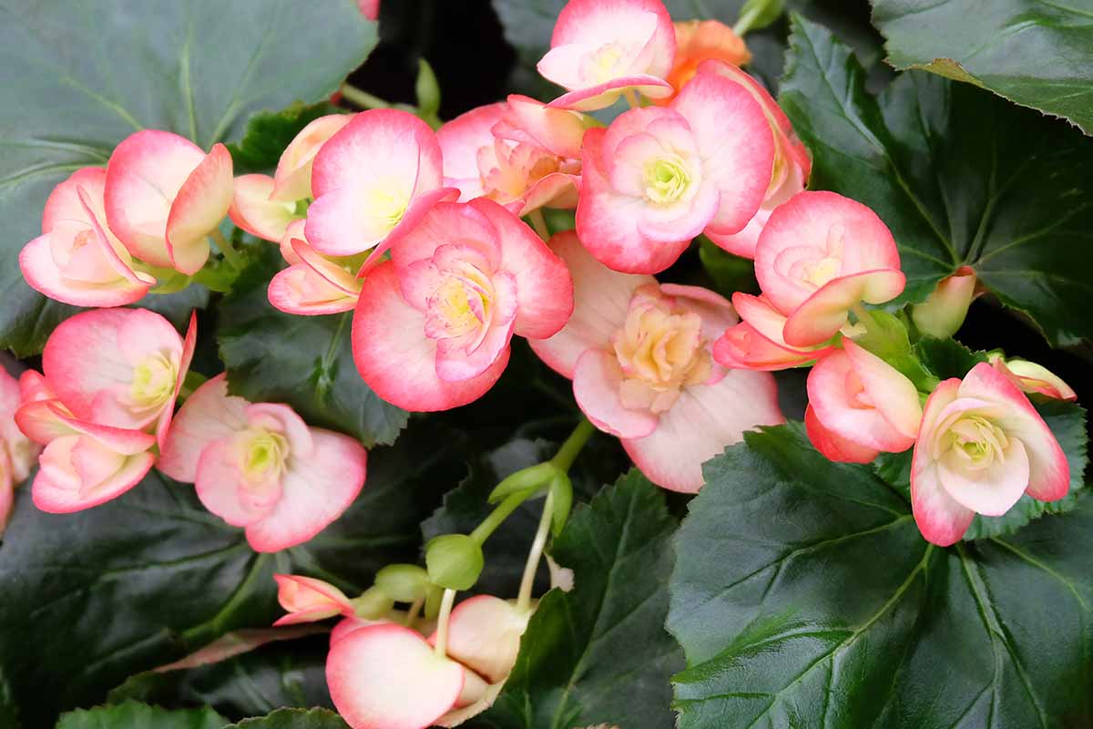 A close up horizontal image of light pink and red tuberous begonia flowers growing in a pot indoors.