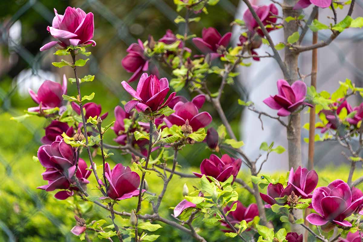 A close up horizontal image of purple magnolia flowers growing in the garden.