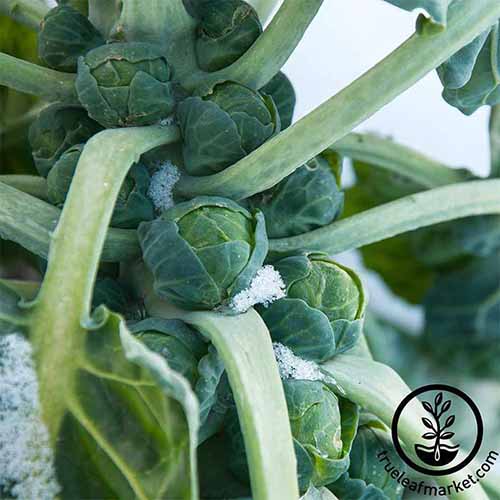 A close up square image of 'Long Island Improved' brussels sprouts growing in the winter garden. To the right of the frame, at the bottom, is a black circular logo with text.