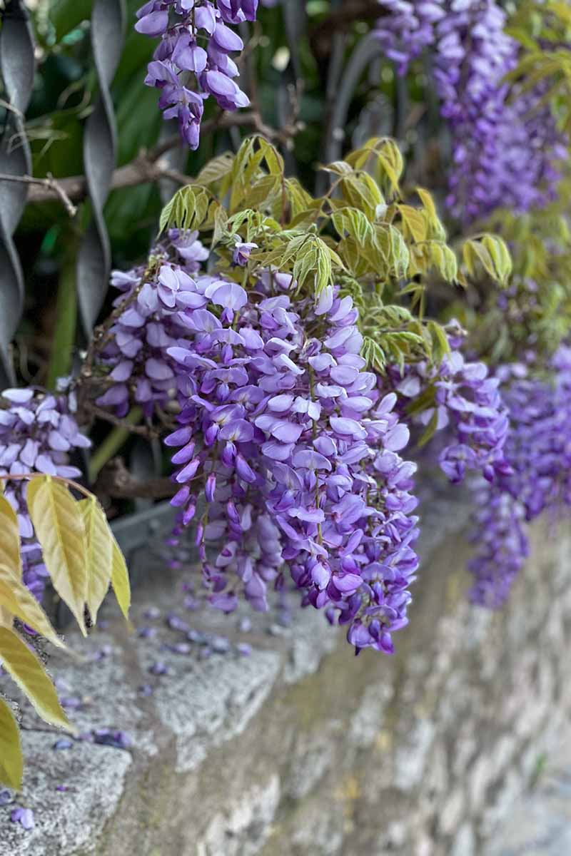 A close up vertical image of of purple 'Longwood Purple' wisteria flowers cascading over a stone wall.