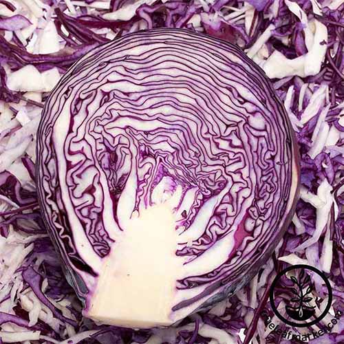 A close up square image of a 'Mammoth Red Rock' red cabbage sliced in half. To the bottom right of the frame is a black logo with text.