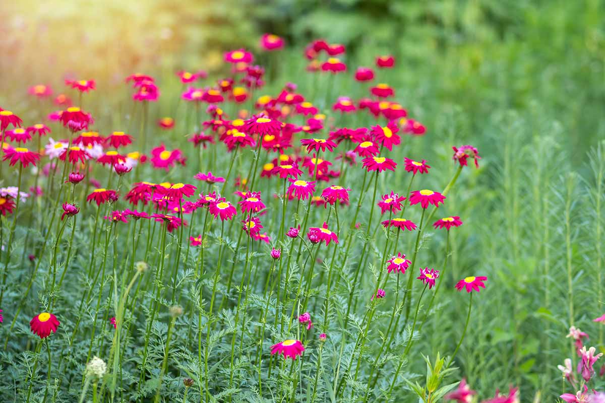 A horizontal image of red painted daisy flowers growing in a wildflower meadow.