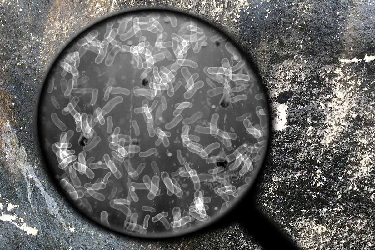A close up of a magnifying glass showing bacteria on the surface of the soil.