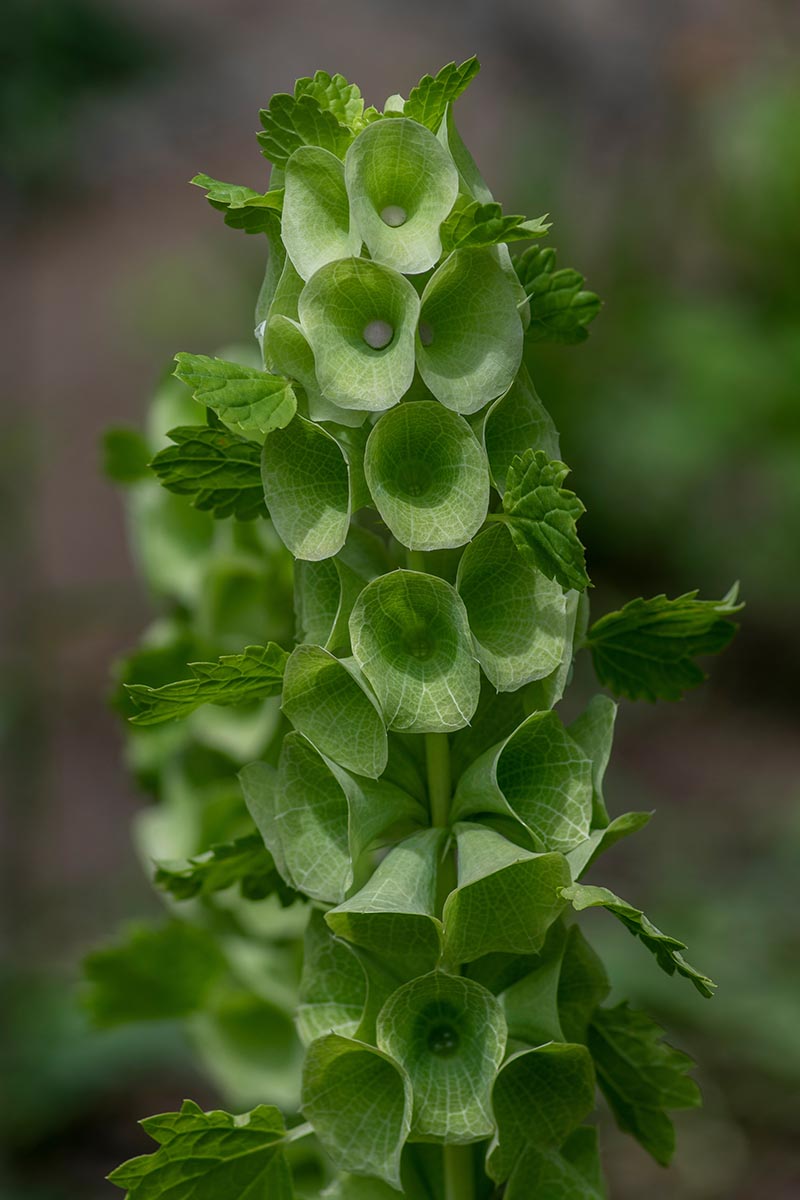 A close up vertical image of a flower stalk of Molucella laevis growing in the garden pictured on a soft focus background.